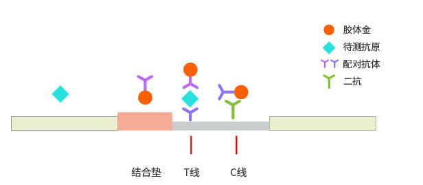 雙抗夾心法膠體金檢測平臺(tái)