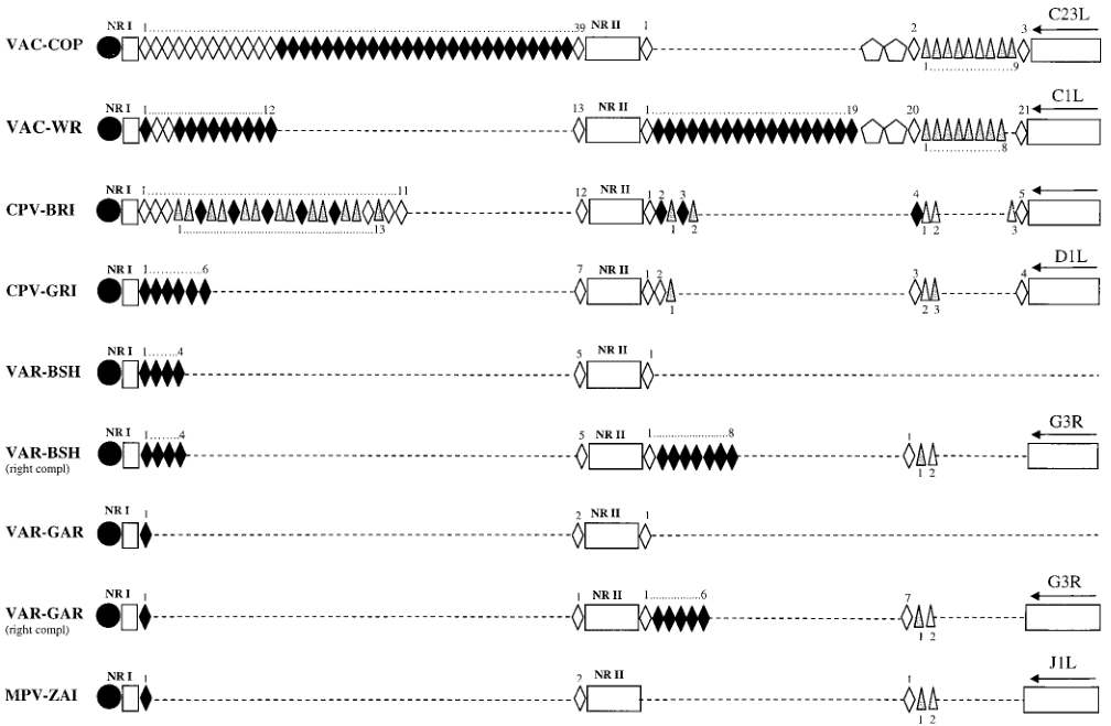 Tandem repeat pattern within the ITR region of MPV and other Orthopoxviruses